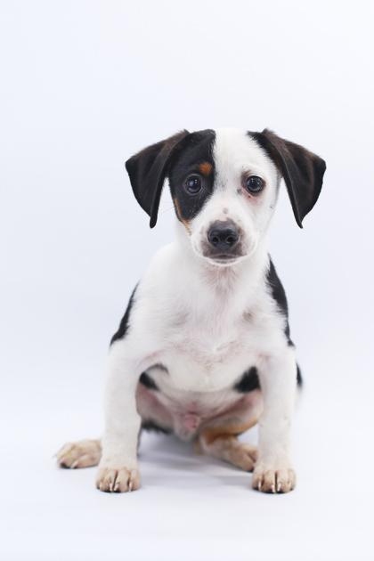 Toad, a Adoptable mixed breed in Morton Grove, IL image 2/3