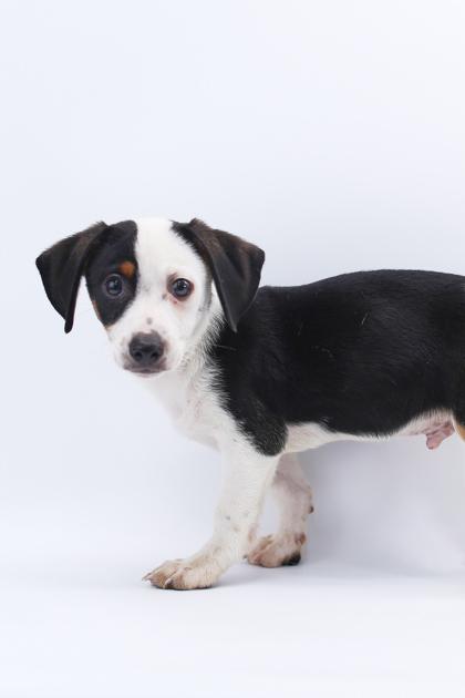 Toad, a Adoptable mixed breed in Morton Grove, IL image 3/3