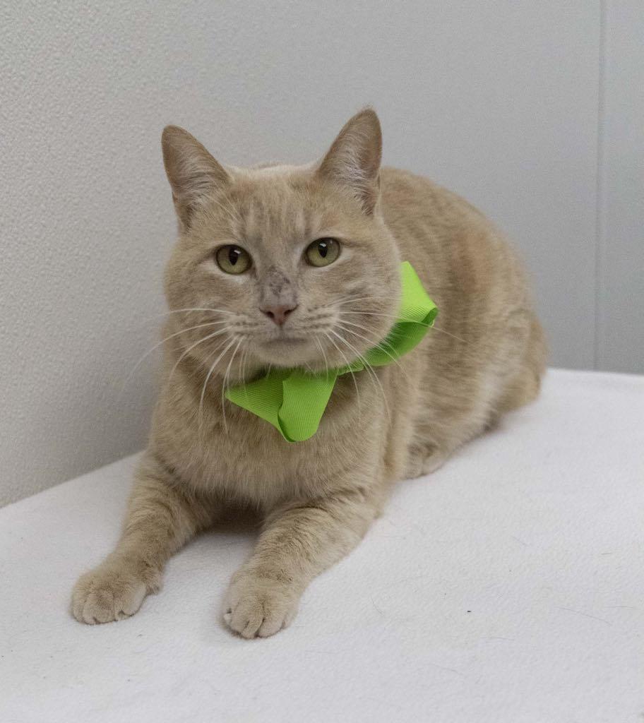 Rocco, Adoptable, Adult Male Tabby.