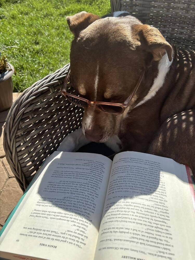 Twiggy, Adoptable, Adult Female Doberman Pinscher.