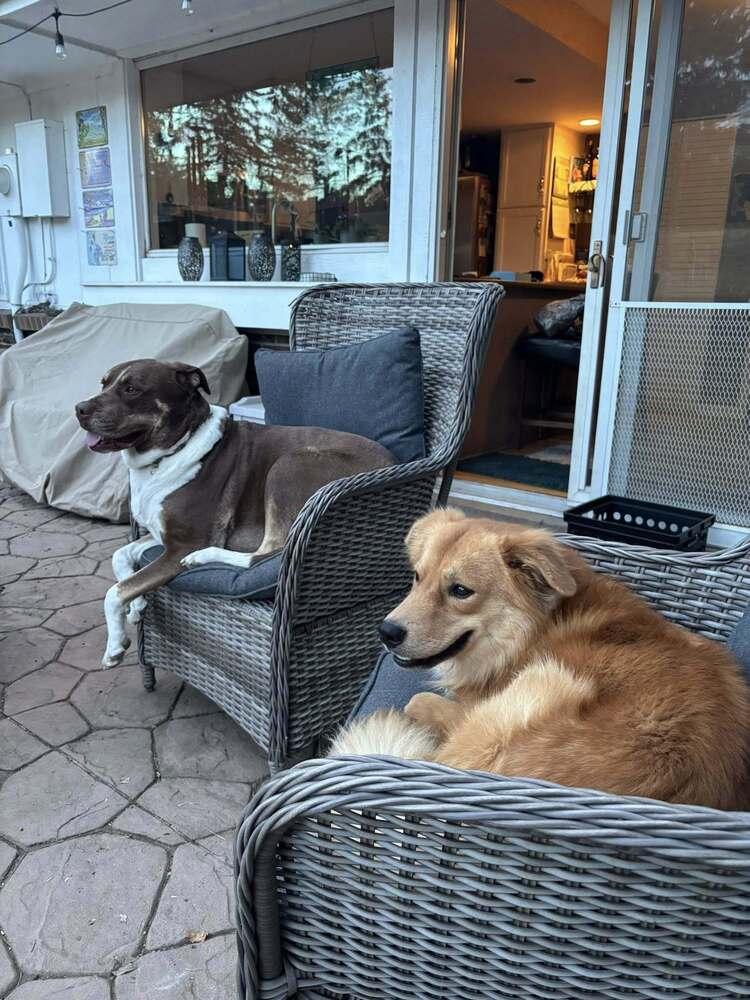 Enlarge Twiggy, a Adoptable mixed breed in Littleton, CO image 2/6