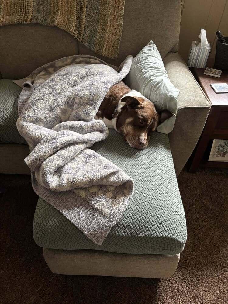 Enlarge Twiggy, a Adoptable mixed breed in Littleton, CO image 3/6