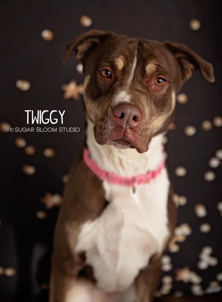 Enlarge Twiggy, a Adoptable mixed breed in Littleton, CO image 4/6