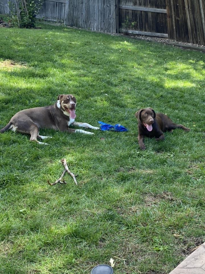 Enlarge Twiggy, a Adoptable mixed breed in Littleton, CO image 6/6