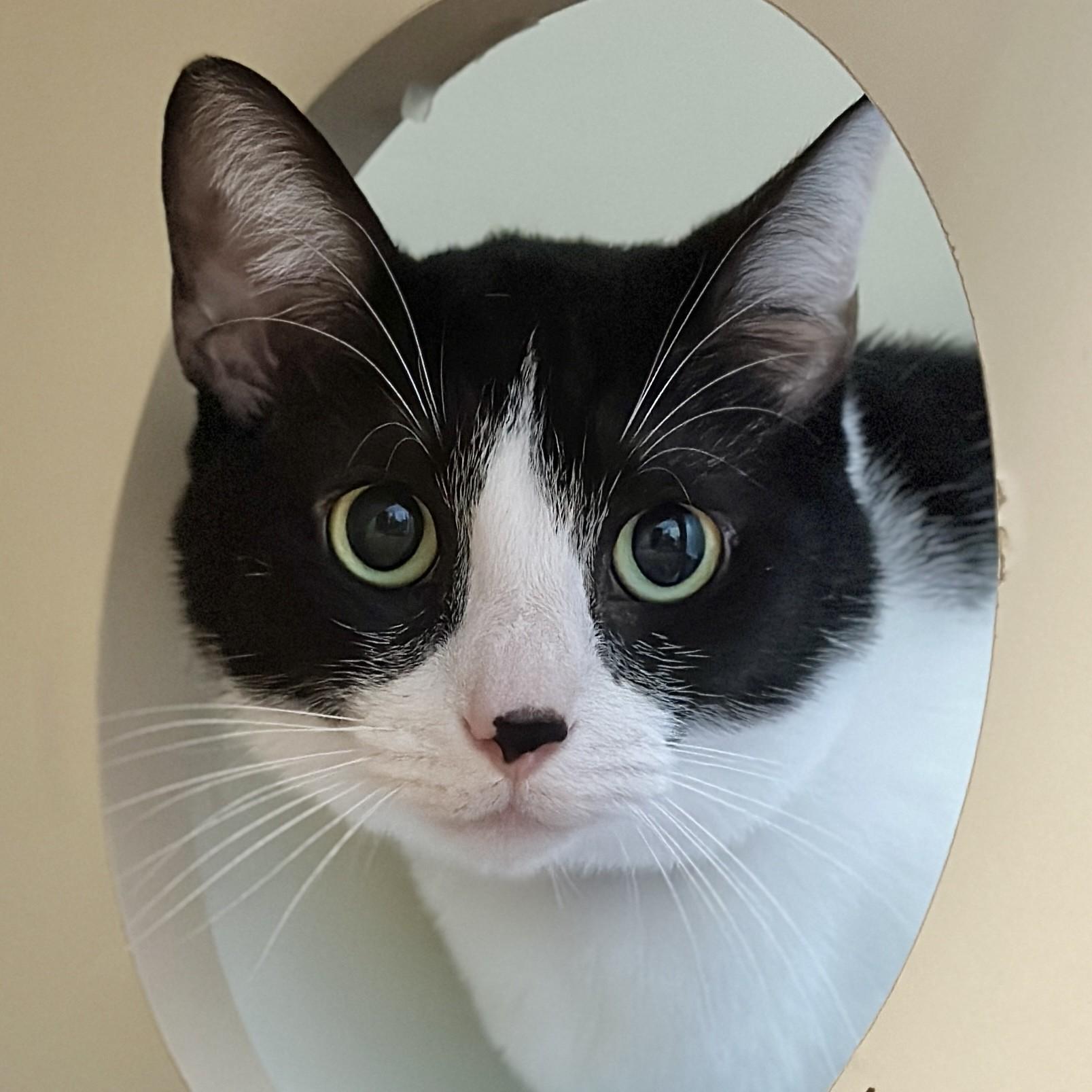 Jenkins, ADOPTABLE, Adult Male Domestic Short Hair.