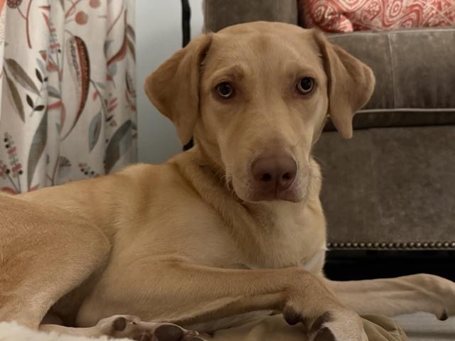 Enlarge Nala (FKA Riley) - 26999, a Adoptable mixed breed in Armonk, NY image 2/6