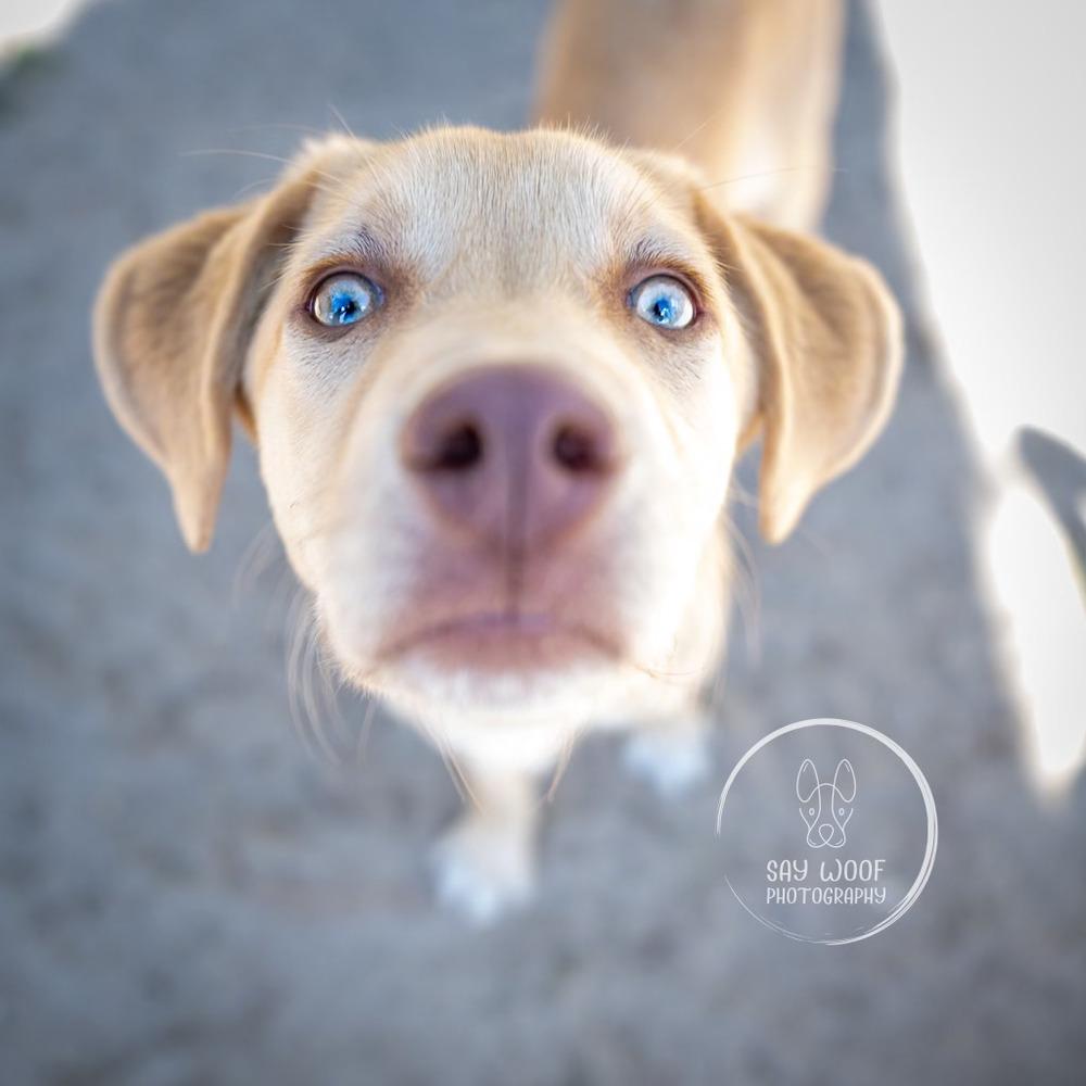 Enlarge Nala (FKA Riley) - 26999, a Adoptable mixed breed in Armonk, NY image 3/6
