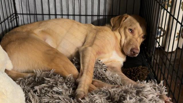 Enlarge Nala (FKA Riley) - 26999, a Adoptable mixed breed in Armonk, NY image 6/6