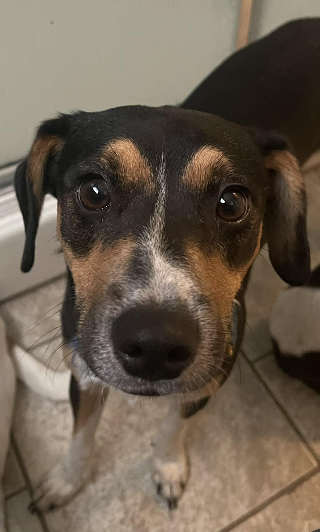 Enlarge Kiwi, a Adoptable mixed breed in Scarborough, ON image 3/6