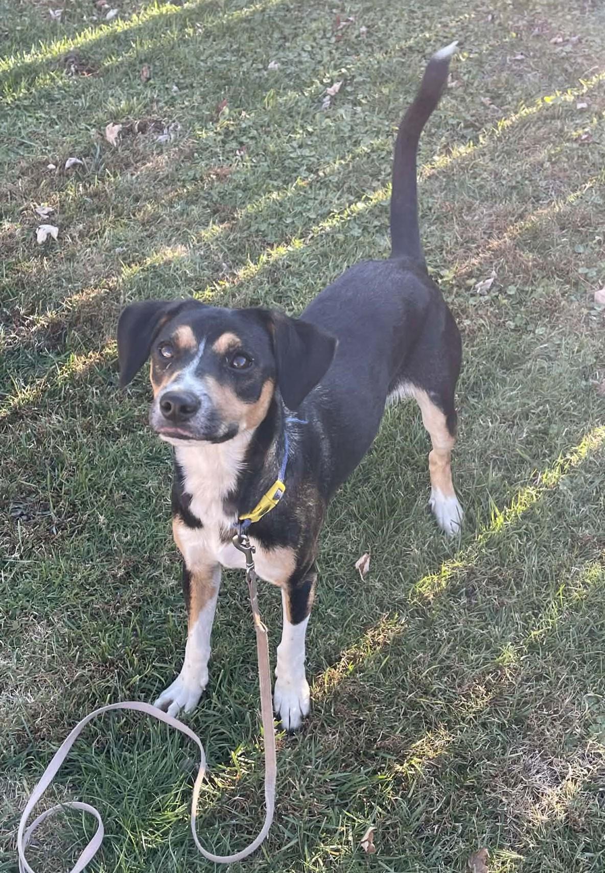 Enlarge Kiwi, a Adoptable mixed breed in Scarborough, ON image 1/6
