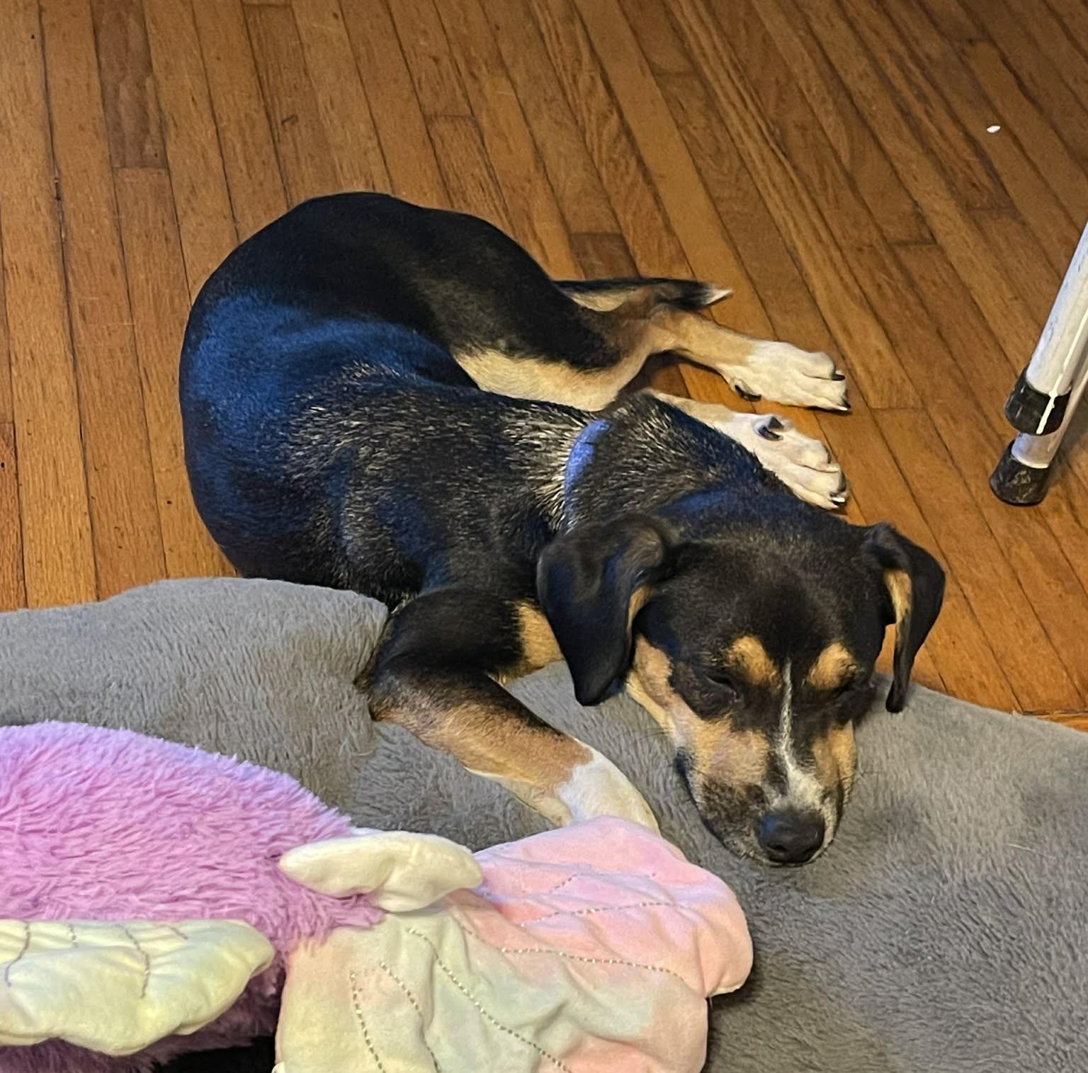 Enlarge Kiwi, a Adoptable mixed breed in Scarborough, ON image 4/6