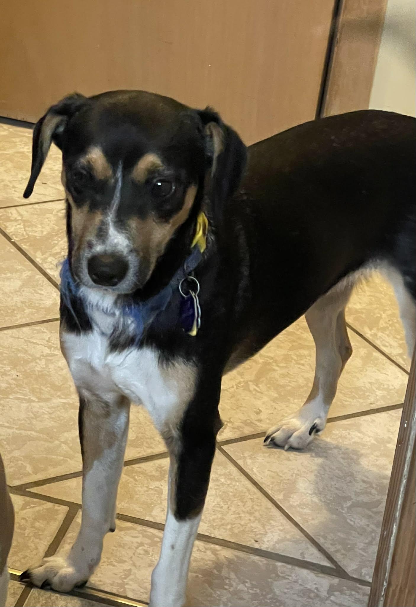 Enlarge Kiwi, a Adoptable mixed breed in Scarborough, ON image 2/6