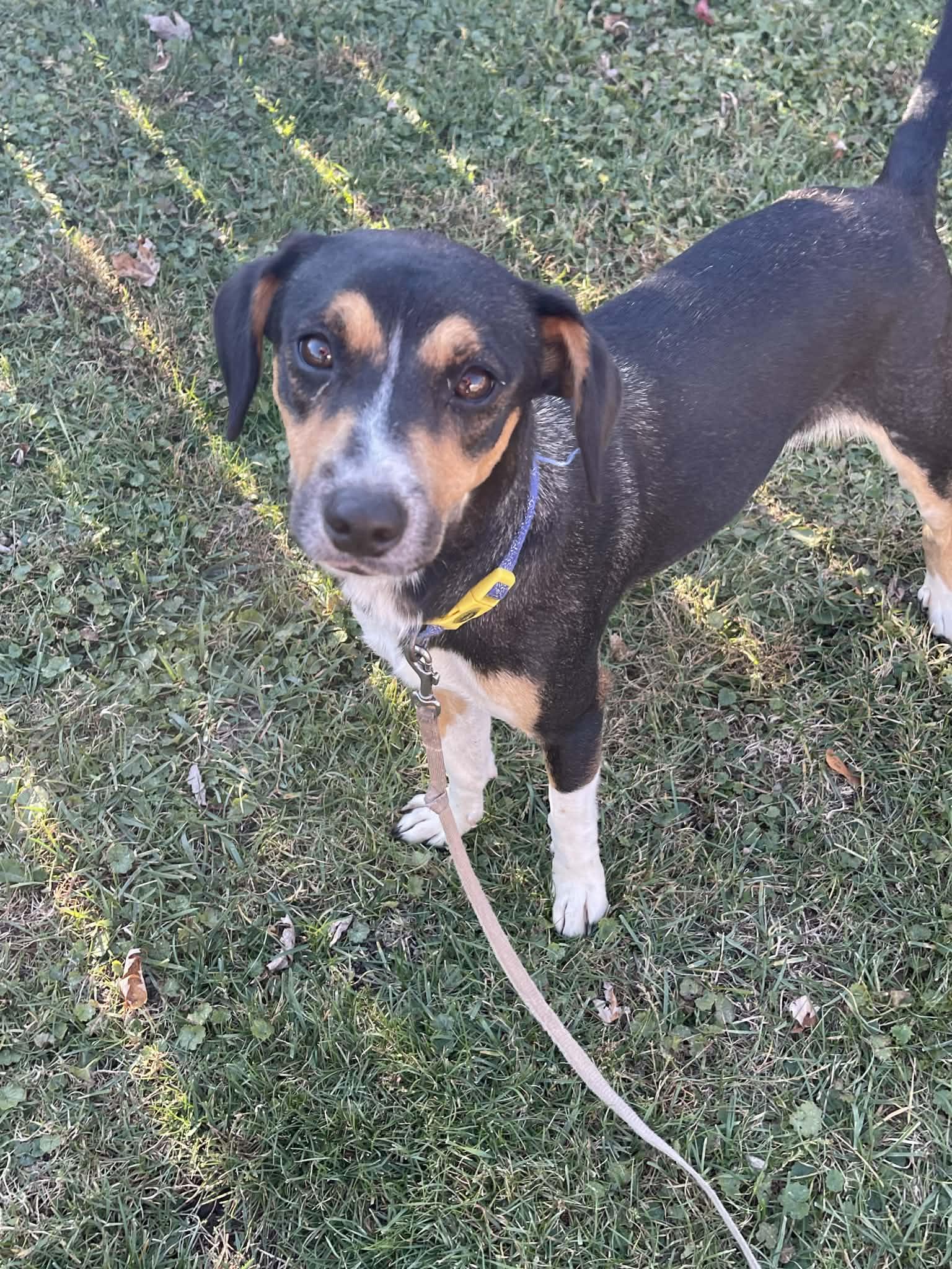 Enlarge Kiwi, a Adoptable mixed breed in Scarborough, ON image 5/6