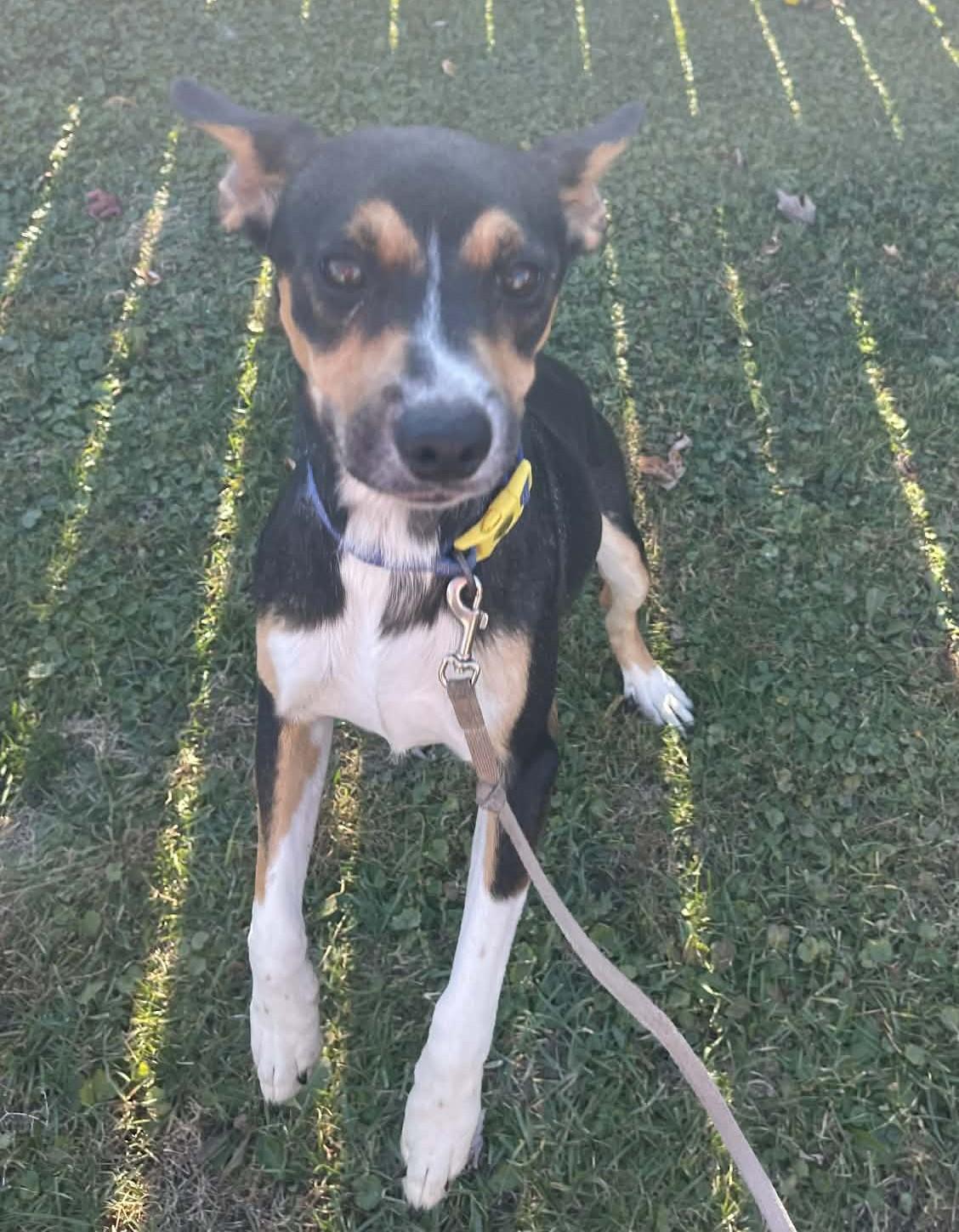 Enlarge Kiwi, a Adoptable mixed breed in Scarborough, ON image 6/6