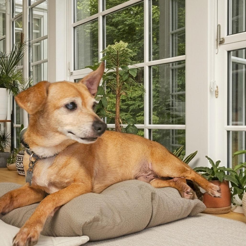 Enlarge Jake, a Adoptable Chihuahua in Toms Brook, VA image 1/1