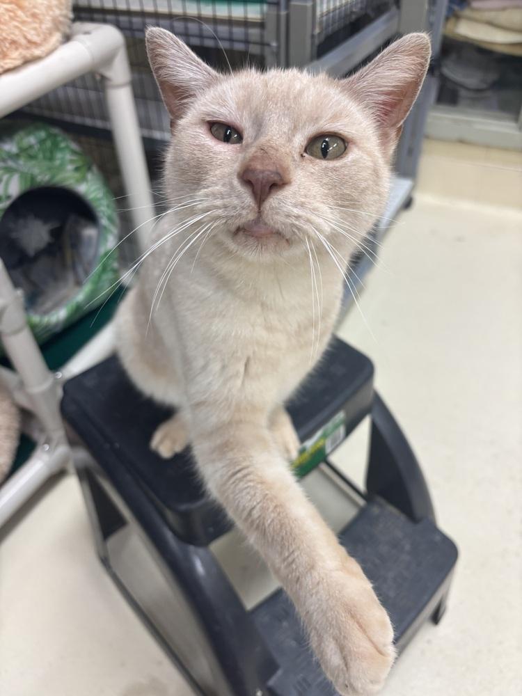 Avon, Adoptable, Adult Male Domestic Short Hair.