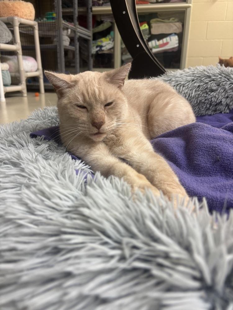 Enlarge Avon, a Adoptable mixed breed in Kalamazoo, MI image 1/1