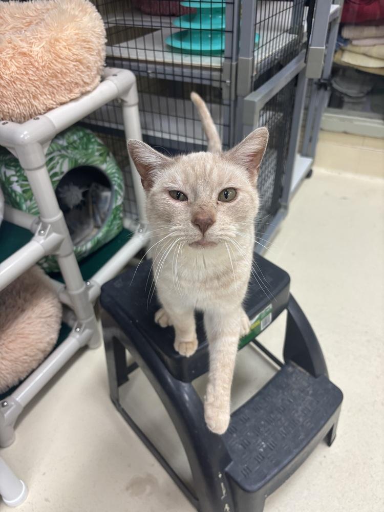 Enlarge Avon, a Adoptable mixed breed in Kalamazoo, MI image 4/6