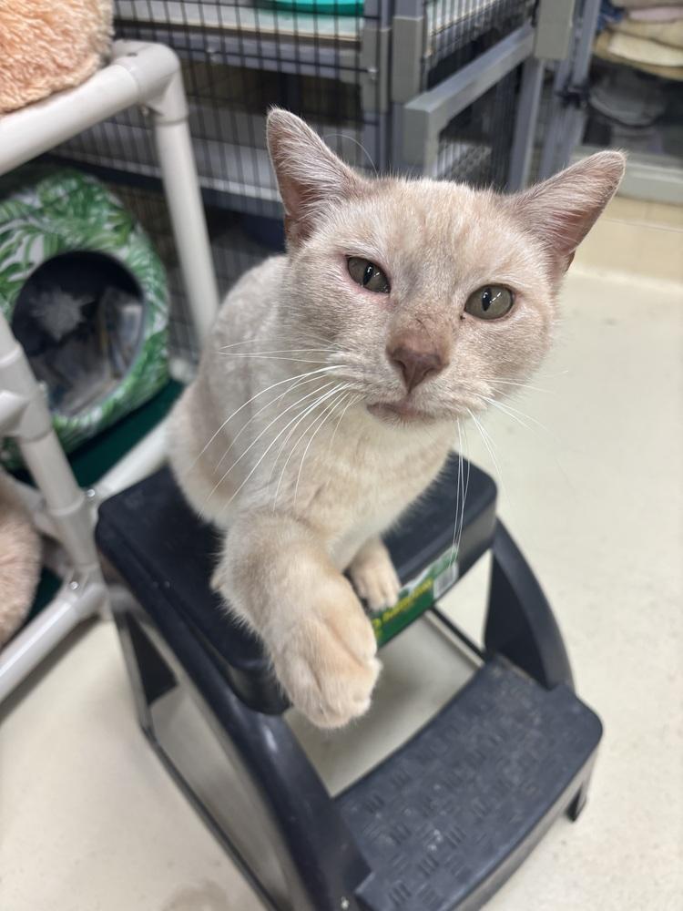 Enlarge Avon, a Adoptable mixed breed in Kalamazoo, MI image 6/6