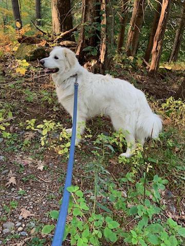 Sadie in NH(sponsored!), a Adoptable Great Pyrenees in Croydon, NH image 1/3