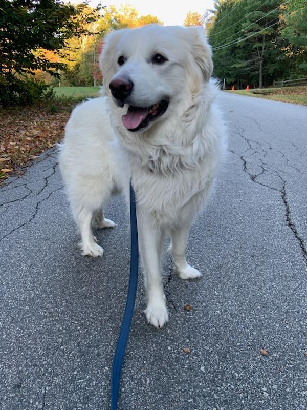 Sadie in NH(sponsored!), a Adoptable Great Pyrenees in Croydon, NH image 2/3