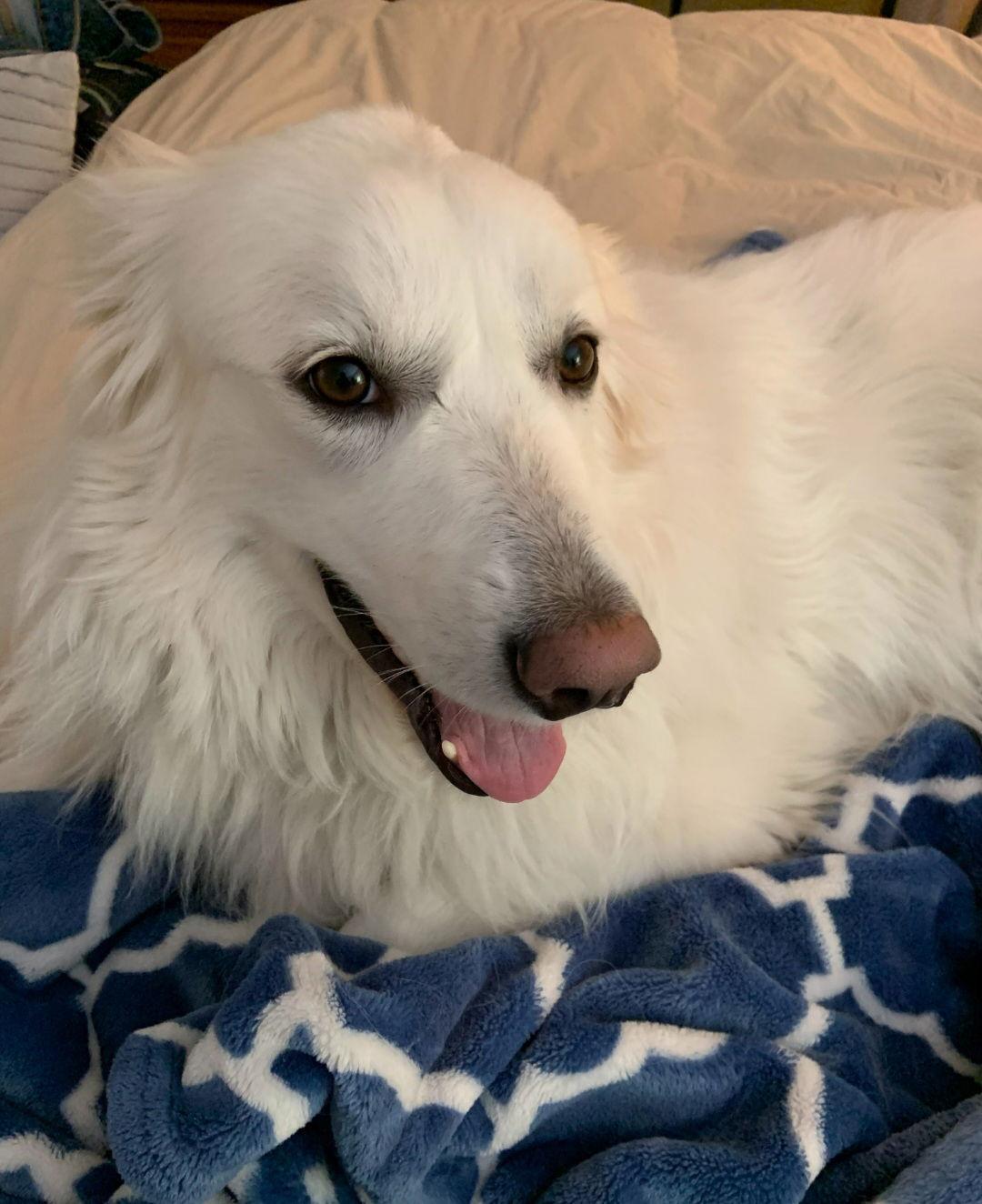 Sadie in NH(sponsored!), a Adoptable Great Pyrenees in Croydon, NH image 3/3