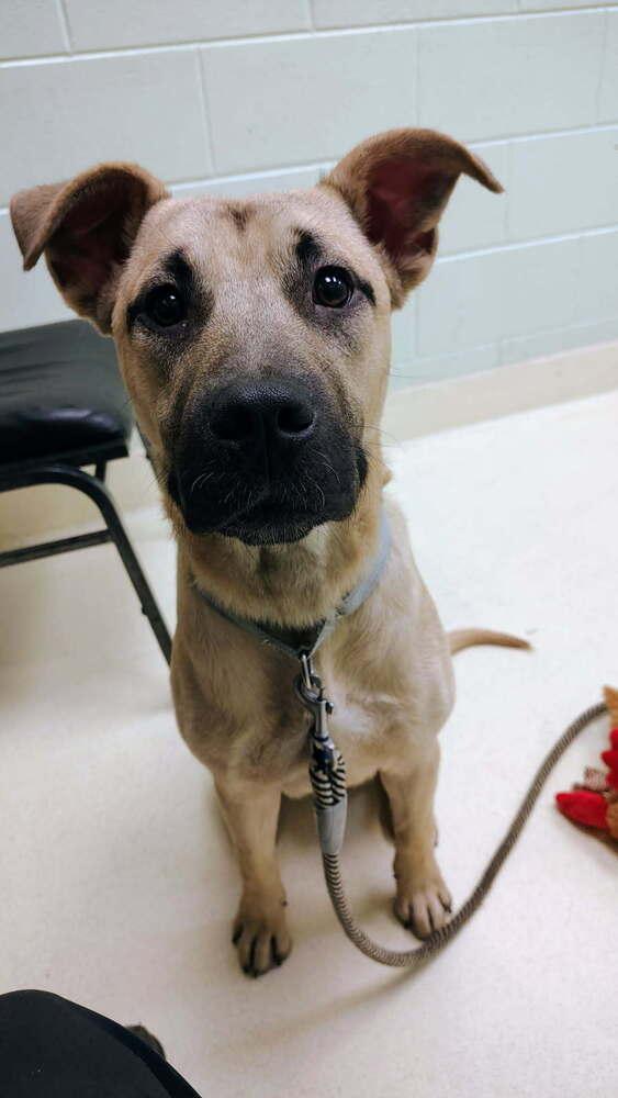 Bunker, Adoptable, Young Male Shepherd & Black Mouth Cur.