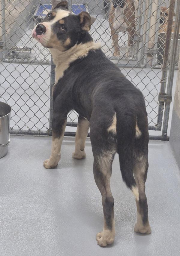 Enlarge Pen 143c Olllie, a Adoptable mixed breed in Lawrenceville, GA image 1/1