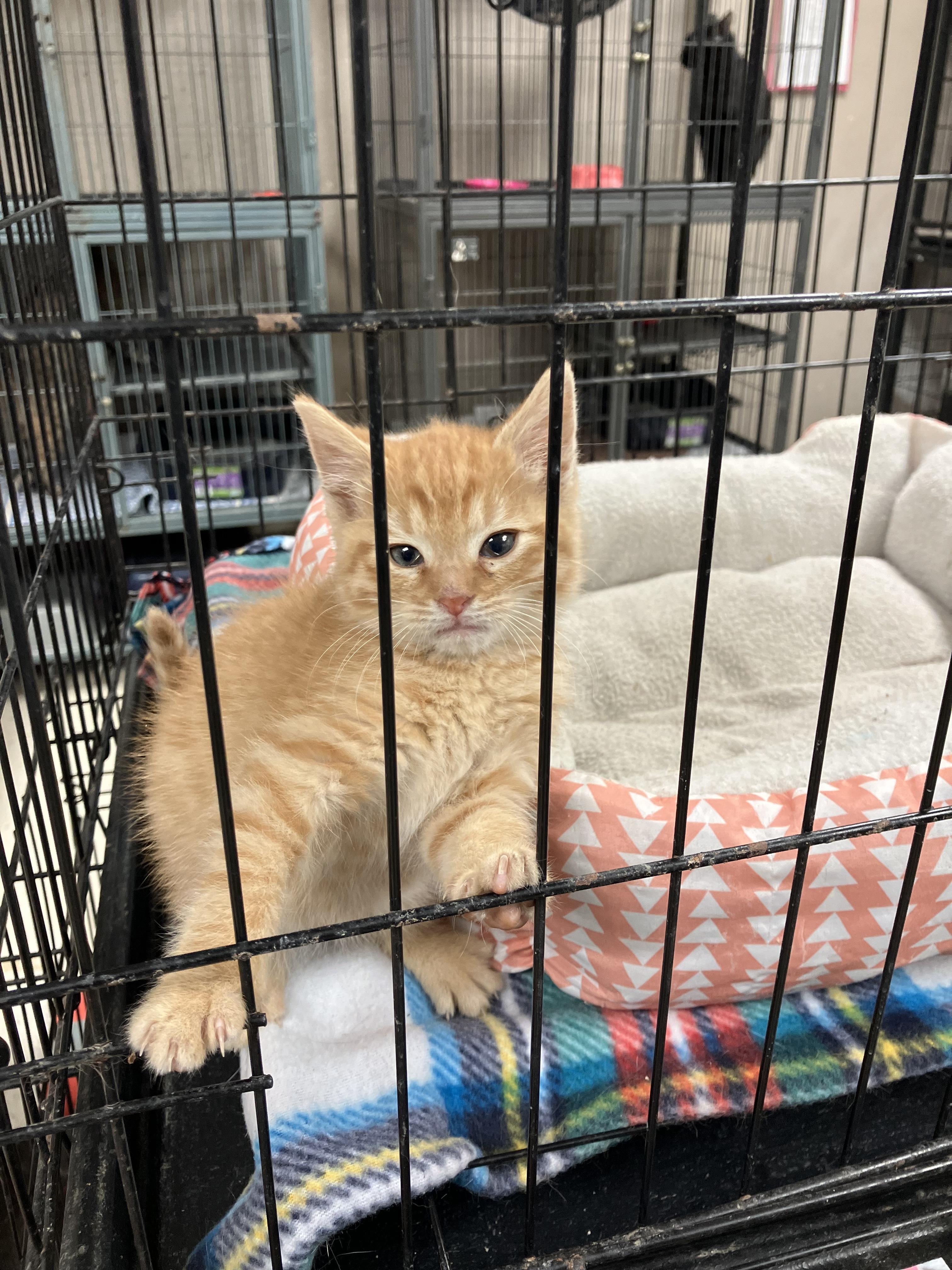 Houdini, adopted, Kitten Male Domestic Short Hair.