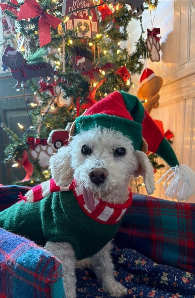 Barnaby, Adoptable, Adult Male Bichon Frise.