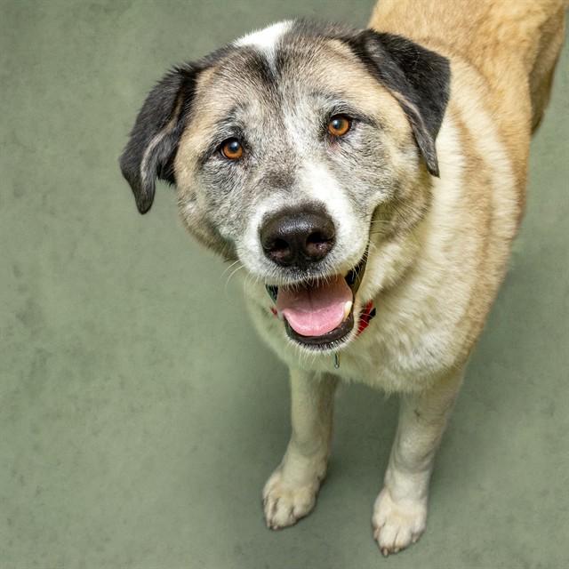 Enlarge UNO, a Adoptable mixed breed in Saint Louis, MO image 1/1