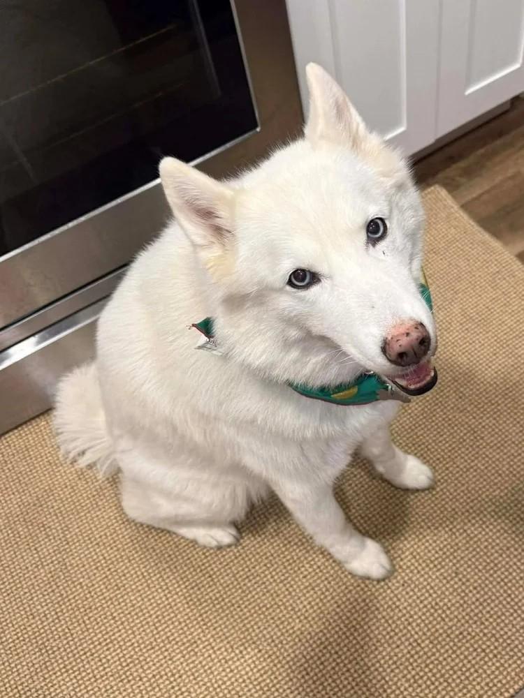 Enlarge Roxie, a ADOPTABLE Siberian Husky in Winter Springs, FL image 1/4