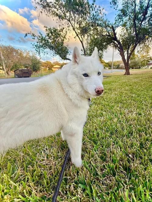 Enlarge Roxie, a ADOPTABLE Siberian Husky in Winter Springs, FL image 2/4
