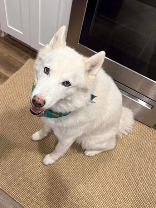 Enlarge Roxie, a ADOPTABLE Siberian Husky in Winter Springs, FL image 3/4