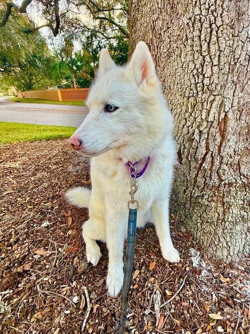 Enlarge Roxie, a ADOPTABLE Siberian Husky in Winter Springs, FL image 4/4