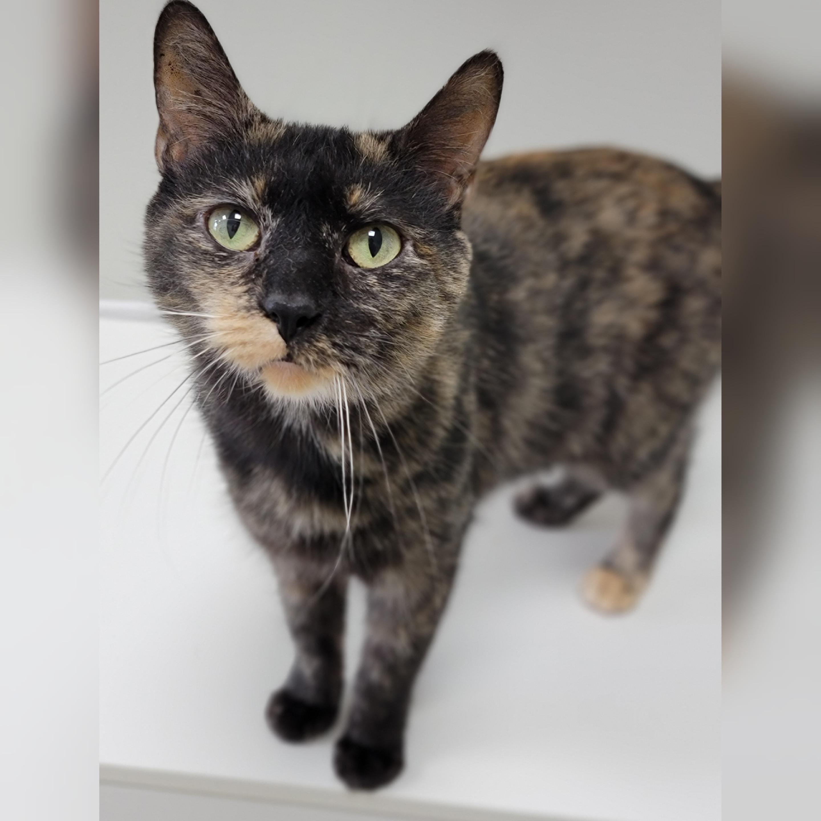 Taylor, Adoptable, Adult Female Domestic Short Hair.