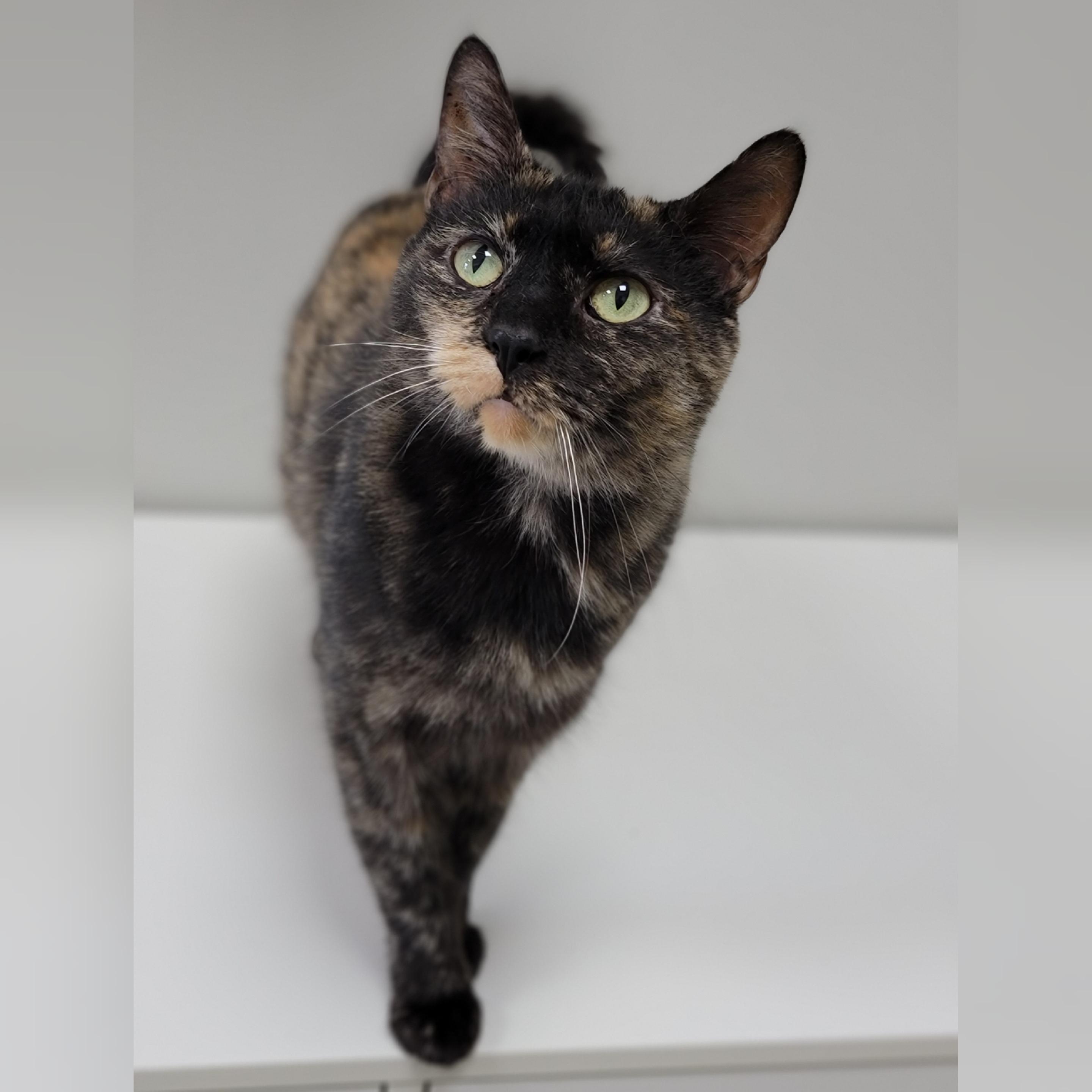 Enlarge Taylor, a Adoptable Domestic Short Hair in Hornell, NY image 2/2