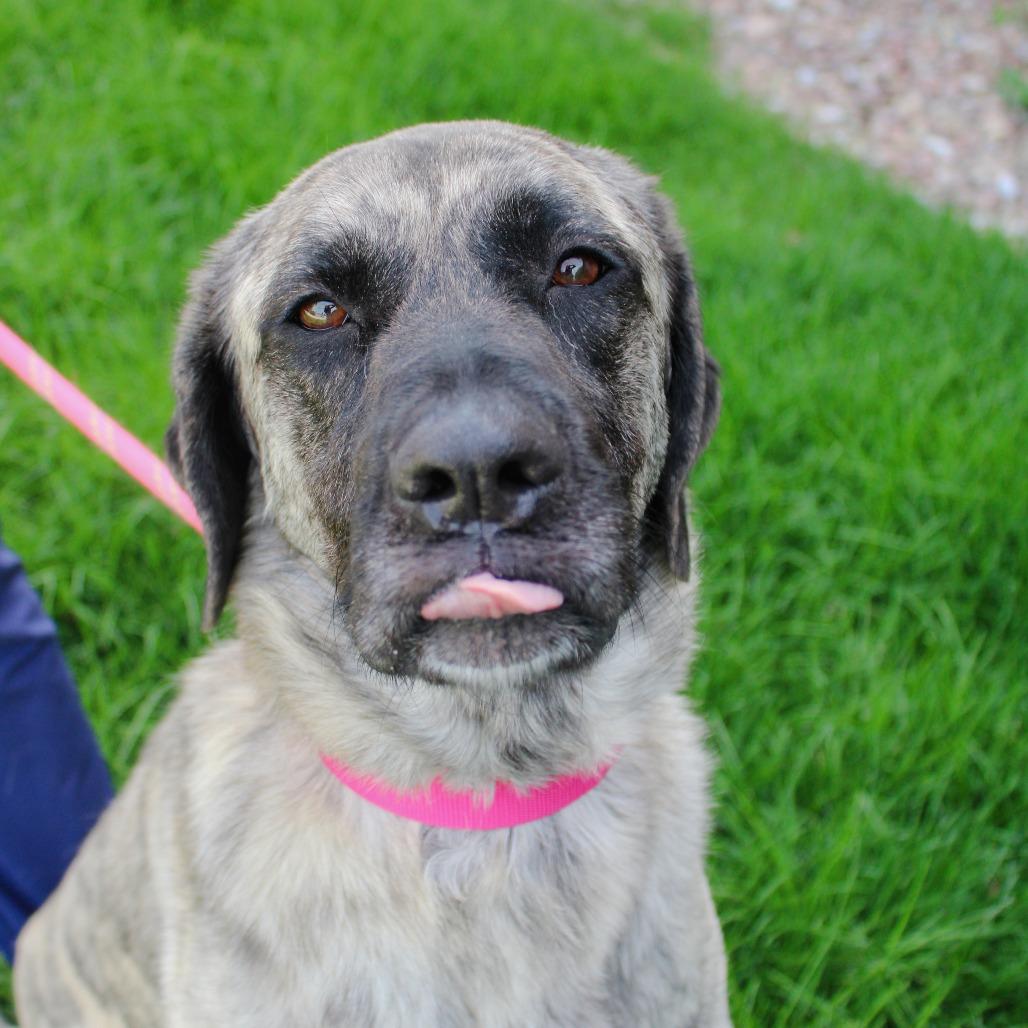 Xena, a Adoptable mixed breed in Great Falls, MT image 1/3