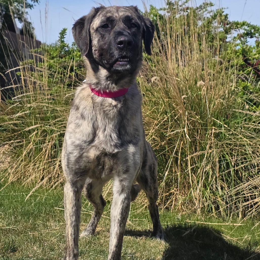 Xena, Adoptable, Adult Female Anatolian Shepherd & Mixed Breed.