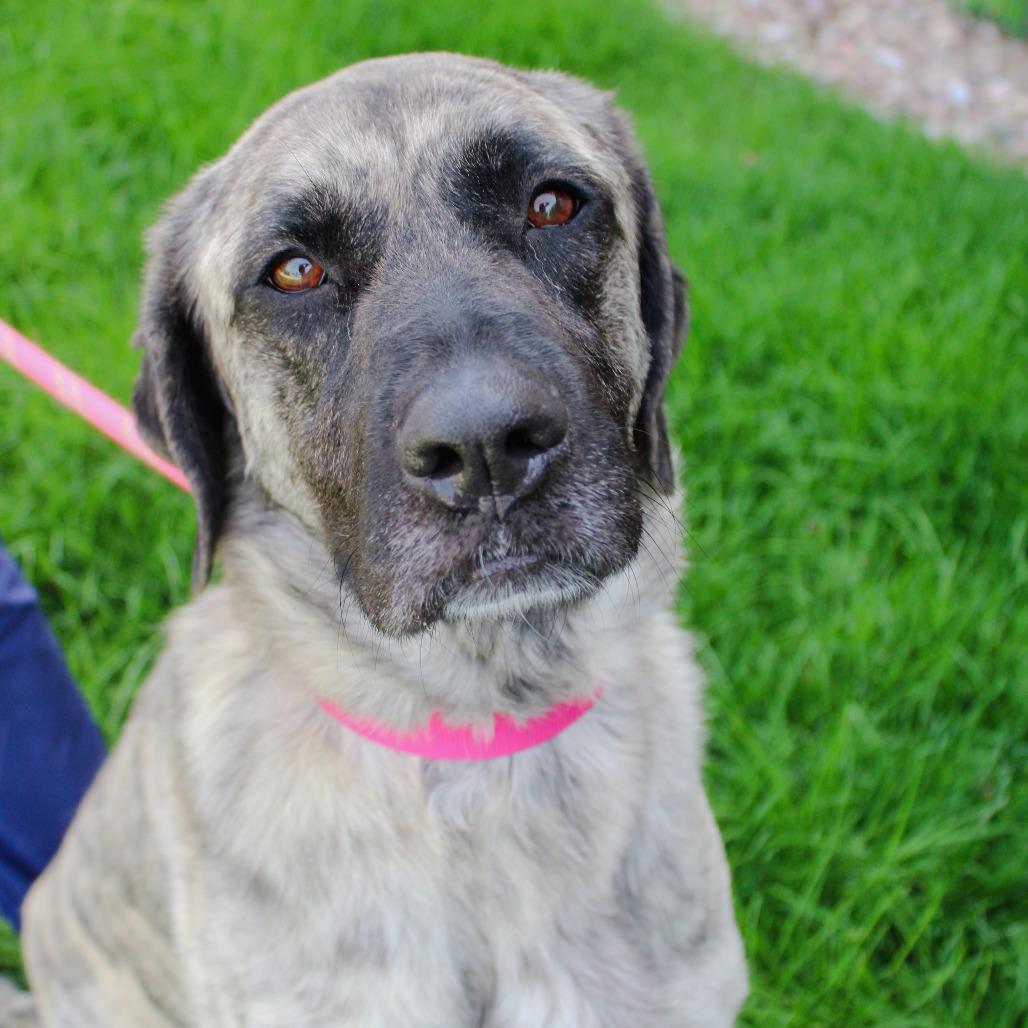 Xena, a Adoptable mixed breed in Great Falls, MT image 3/3