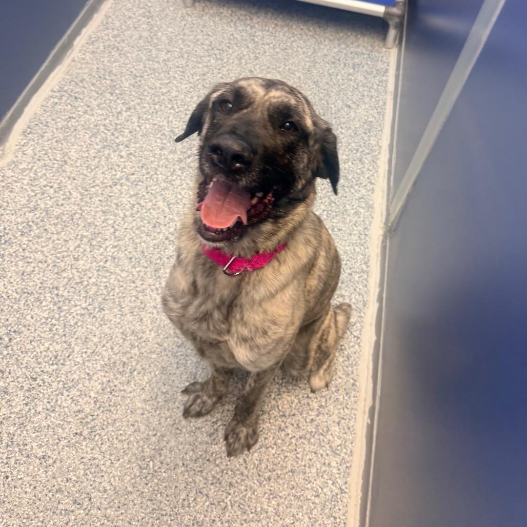 Xena, a Adoptable mixed breed in Great Falls, MT image 2/2