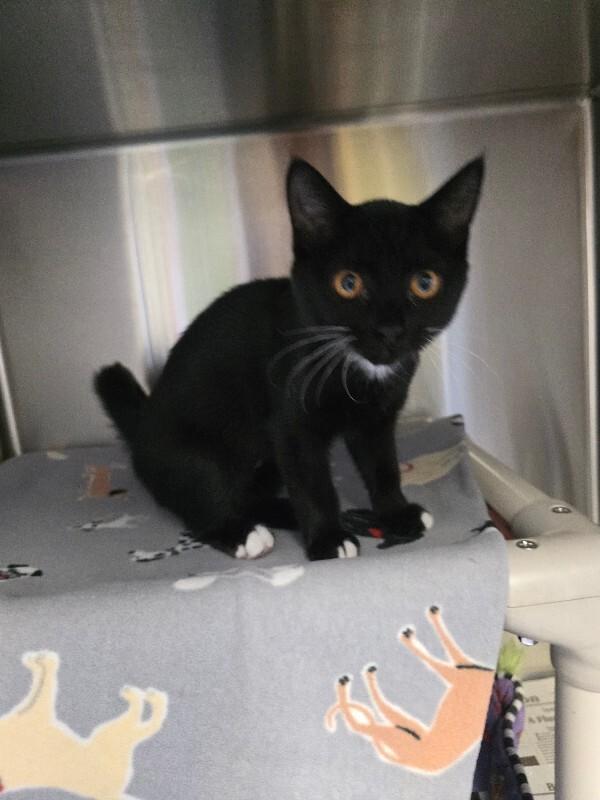 Maya, Adoptable, Young Female Domestic Short Hair.