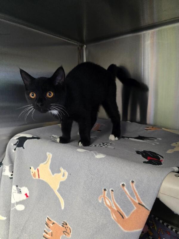 Maya, a Adoptable Domestic Short Hair in Cortland, NY image 2/4
