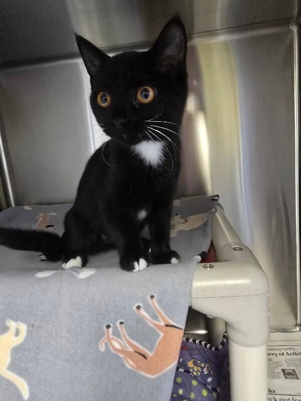 Maya, a Adoptable Domestic Short Hair in Cortland, NY image 3/4