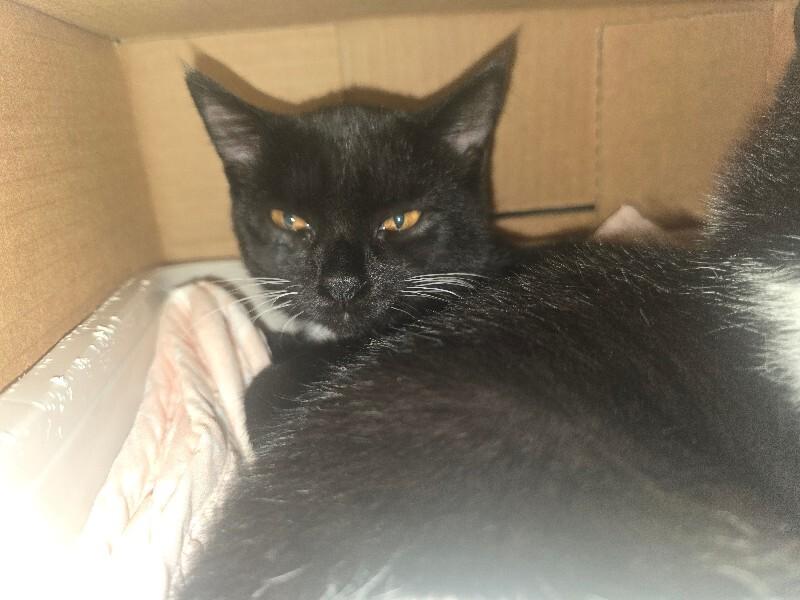 Maya, a Adoptable Domestic Short Hair in Cortland, NY image 4/4
