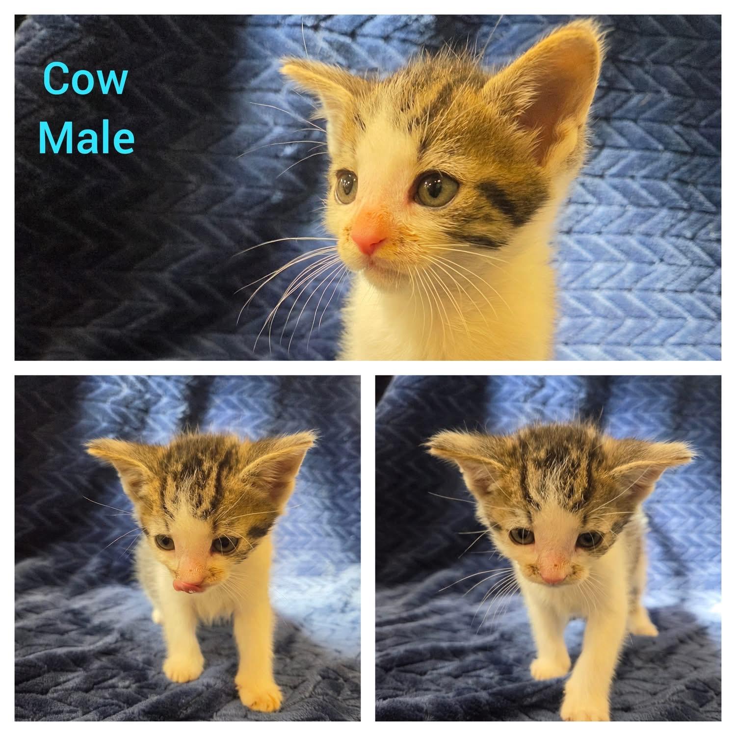 Enlarge Cow, a Adoptable Domestic Short Hair in Ontario, NY image 1/1