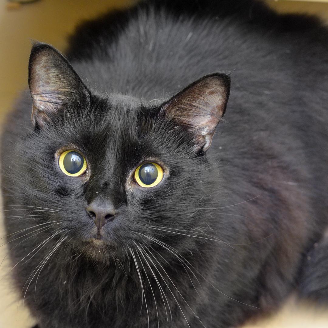 Enlarge Shadow, an adopted mixed breed in Sanford, FL image 1/1