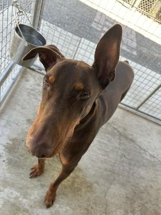 Rocco, Adult Male Doberman Pinscher