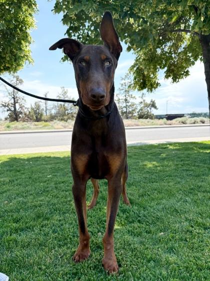 Enlarge Rocco, a Adoptable Doberman Pinscher in Redmond, OR image 1/2