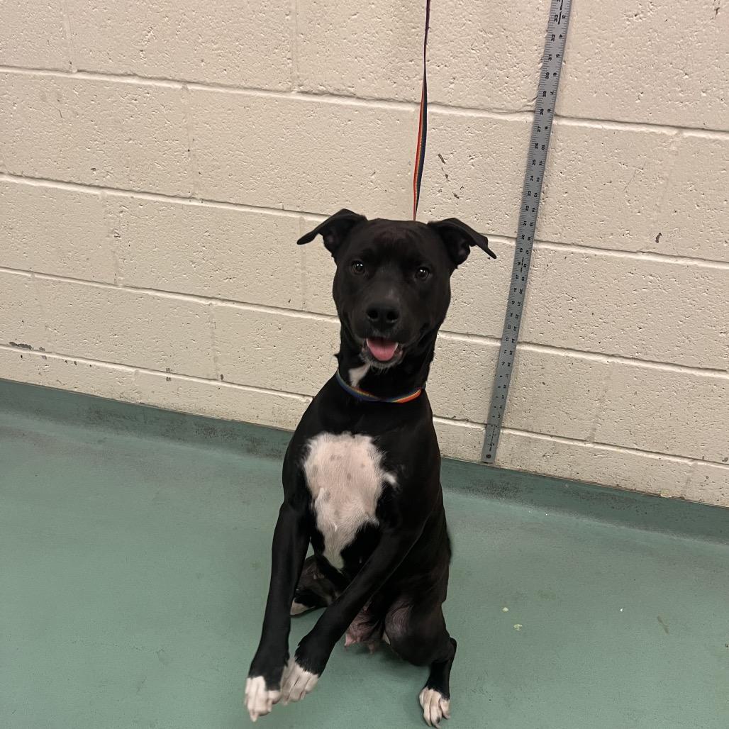 Enlarge Cashmere, a Adoptable Mixed Breed in Gainesville, GA image 1/4